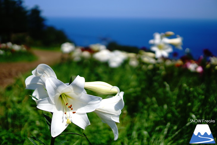 北海道最大級、213万輪のゆりの花！『オーンズ春香山ゆり園』